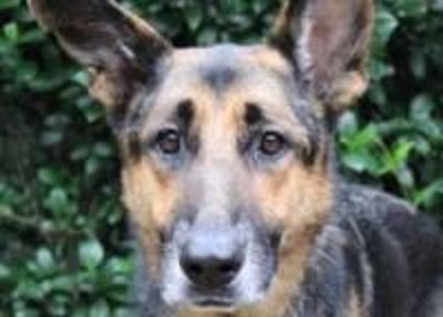 Houston Humane Society | Felicia