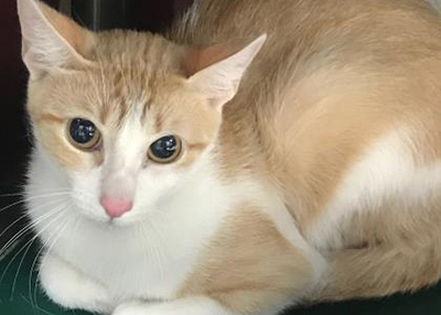 Houston Humane Society | Fiona