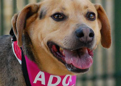 Houston Humane Society | Flash