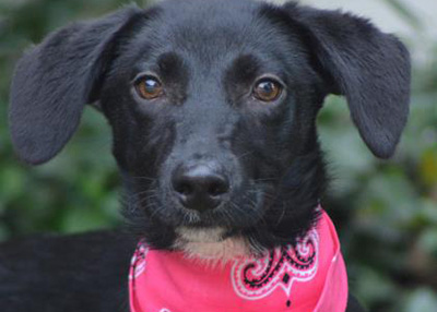 Houston Humane Society | Floppy Ears