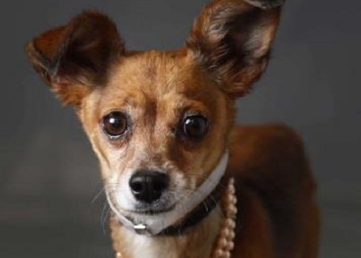 Houston Humane Society | Foxy