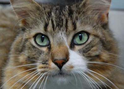 Houston Humane Society | Gaz