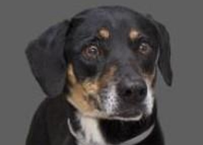 Houston Humane Society | Genie