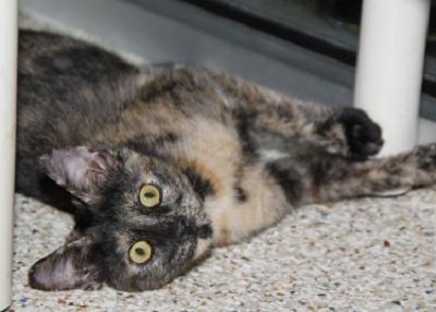Houston Humane Society | Genie
