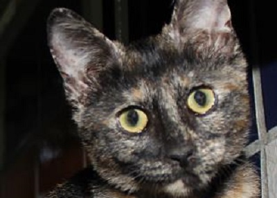 Houston Humane Society | Genie