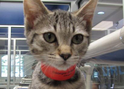 Houston Humane Society | Georgia