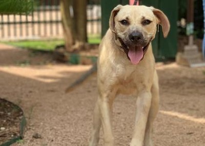 Houston Humane Society | Gigi