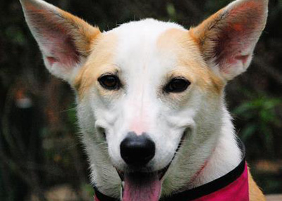 Houston Humane Society | Ginger