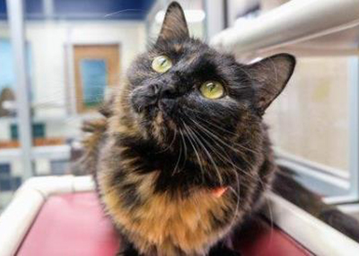 Houston Humane Society | Ginny