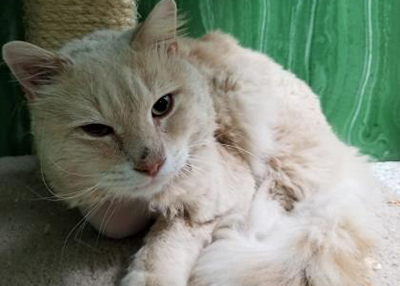 Houston Humane Society | Gizmo