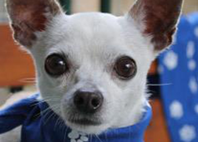 Houston Humane Society | Godfrey