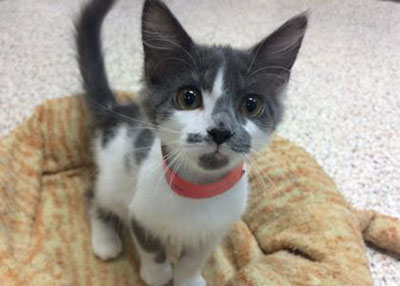 Houston Humane Society | Grayson
