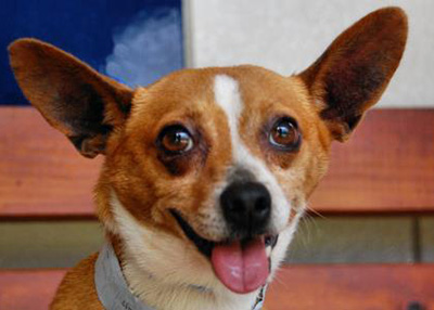 Houston Humane Society | Gregorio