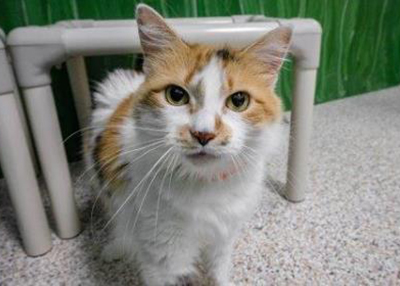 Houston Humane Society | Gypsy