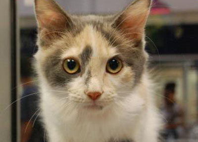 Houston Humane Society Gypsy