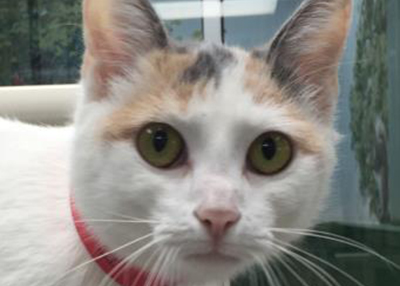 Houston Humane Society | Half Tail
