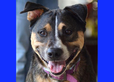 Houston Humane Society Happy