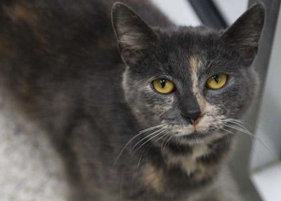 Houston Humane Society | Harmony