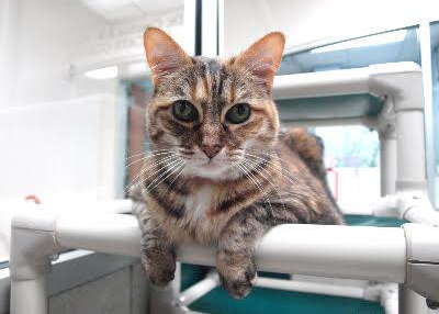 Houston Humane Society | Harris