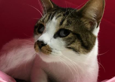 Houston Humane Society | Henry Kitten