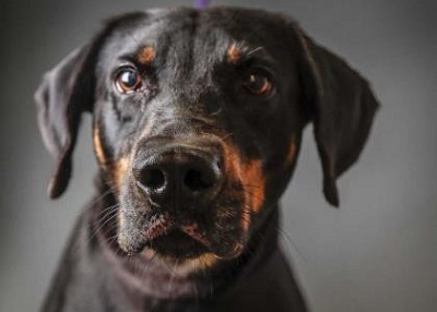 Houston Humane Society | Huckleberry
