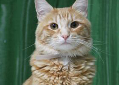 Houston Humane Society | Ian