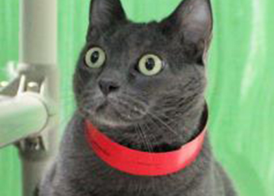 Houston Humane Society | Impus
