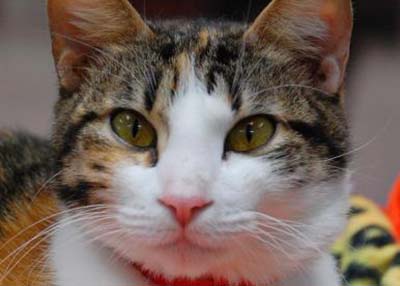 Houston Humane Society Isabelle