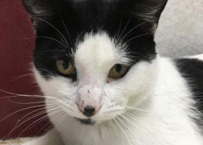 Houston Humane Society | Jack