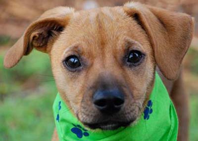 Houston Humane Society Jack