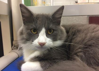 Houston Humane Society | Jairo