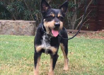 Houston Humane Society | Jarvis