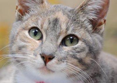 Houston Humane Society | Jazz