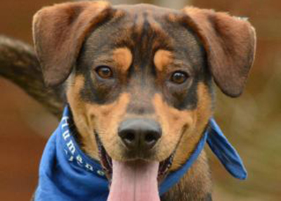 Houston Humane Society | JC