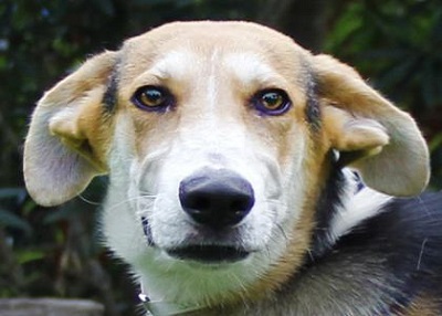 Houston Humane Society | Jerry