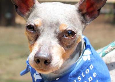 Houston Humane Society | JJ