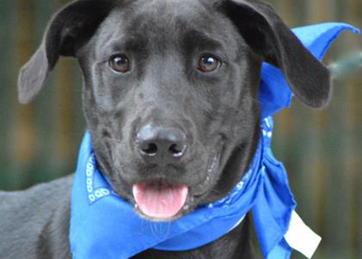 Houston Humane Society Johnny