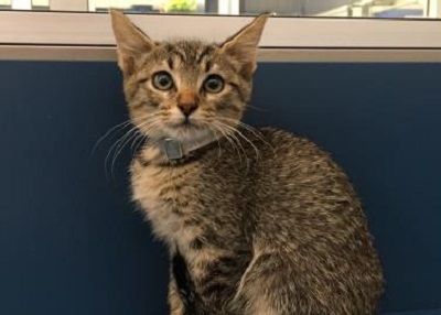 Houston Humane Society | Johnny Cage