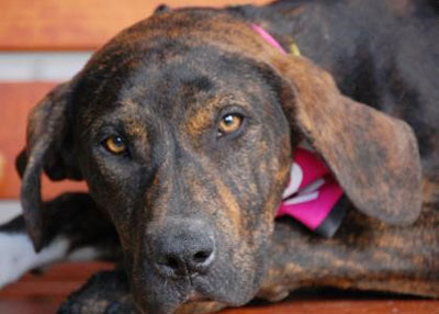 Houston Humane Society | Josephine