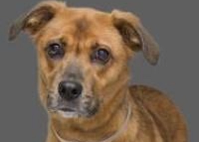 Houston Humane Society | Joy