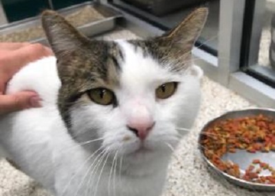 Houston Humane Society | Juju