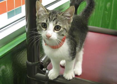 Houston Humane Society Julie