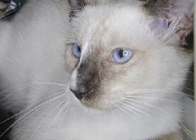 Houston Humane Society | Juliette