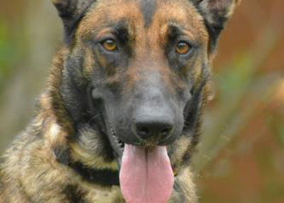 Houston Humane Society | Juno