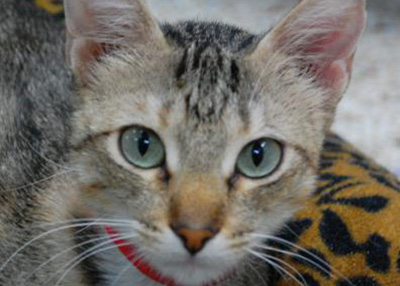 Houston Humane Society | Kathy