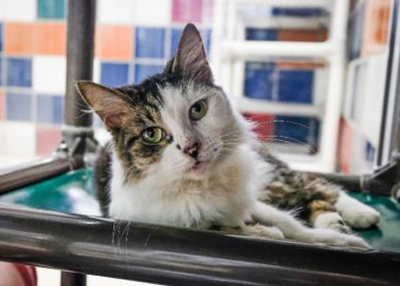 Houston Humane Society | Kenna