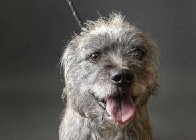 Houston Humane Society | King