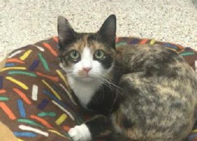 Houston Humane Society | Kit Kat