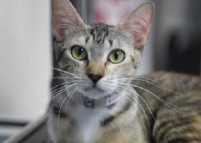 Houston Humane Society | Kitty Bee