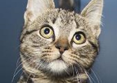Houston Humane Society | Kolache
